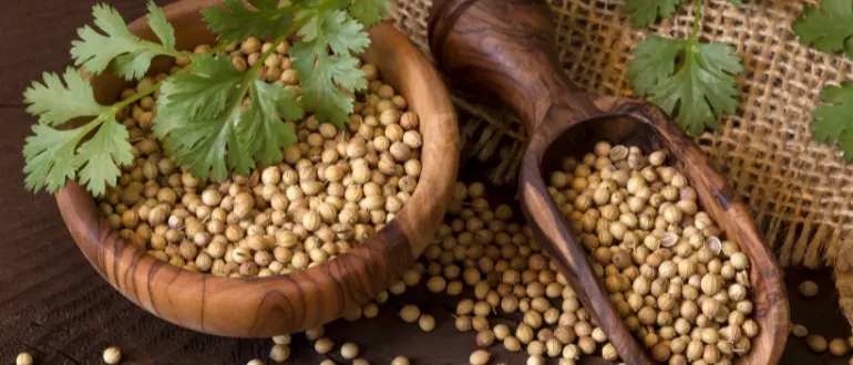 Coriander
